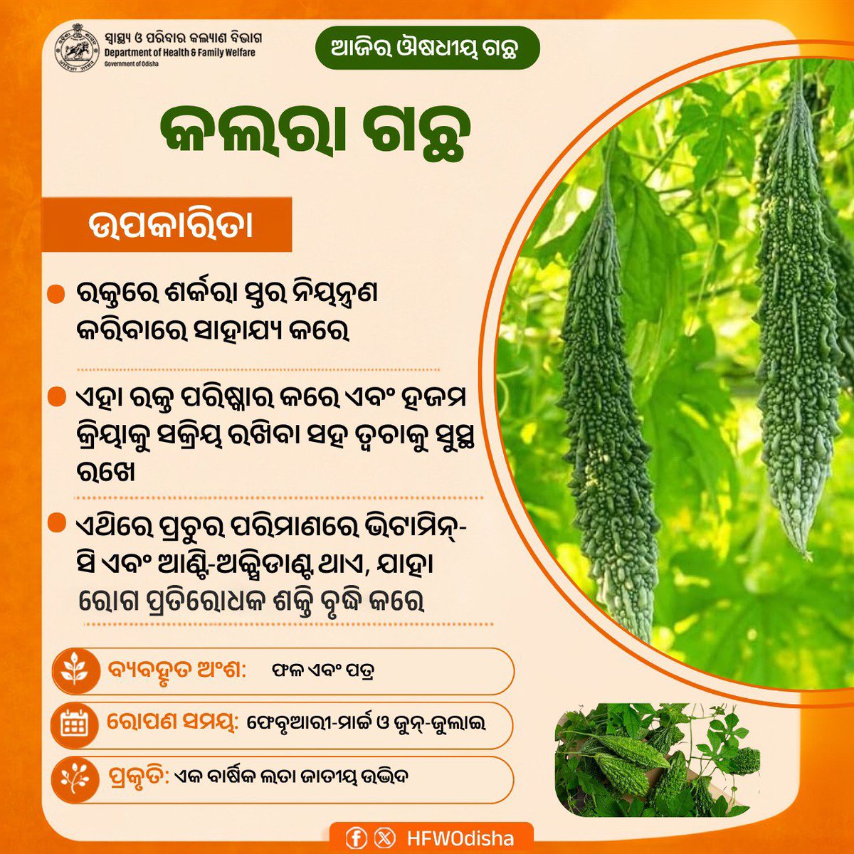 HFWOdisha's tweet photo. ଔଷଧୀୟ ଗୁଣରେ ଭରପୂର କଲରା ଗଛ! ଏହା ରକ୍ତରେ ଶର୍କରା ସ୍ତର ନିୟନ୍ତ୍ରଣ କରିବା ସହ ରକ୍ତ ପରିଷ୍କାର କରେ, ହଜମ କ୍ରିୟା ସକ୍ରିୟ ରଖେ ଏବଂ ତ୍ୱଚାକୁ ସୁସ୍ଥ ରଖେ। ଏଥିରେ ଥିବା ଭିଟାମିନ୍-ସି ଓ ଆଣ୍ଟି-ଅକ୍ସିଡାଣ୍ଟ ରୋଗ ପ୍ରତିରୋଧକ ଶକ୍ତି ବଢ଼ାଏ।

#MedicinalPlants  #AyurvedicPlant https://t.co/DJ96lZ9vbE
