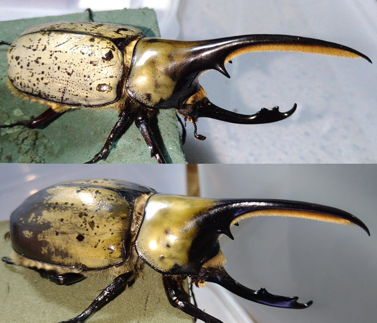 OcciroBeetle's tweet photo. 上:ヘラヘラ♂×グラシロ♀[HBF1]
下:オキシ♂×グラシロ♀[HBF1] https://t.co/5JJG2SW2WR