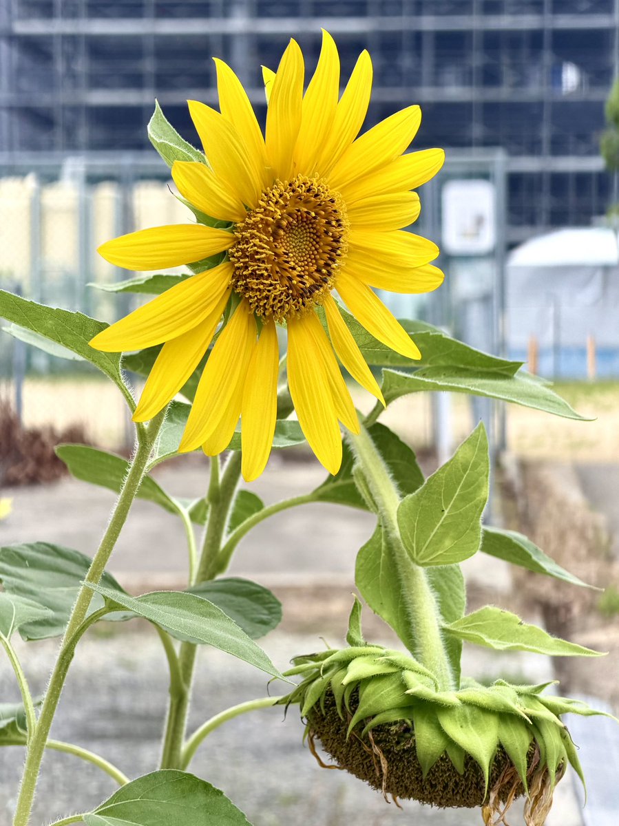 madamadamatu's tweet photo. おはようございます🌻

良い一日を🍀 https://t.co/YpgKtL8fza