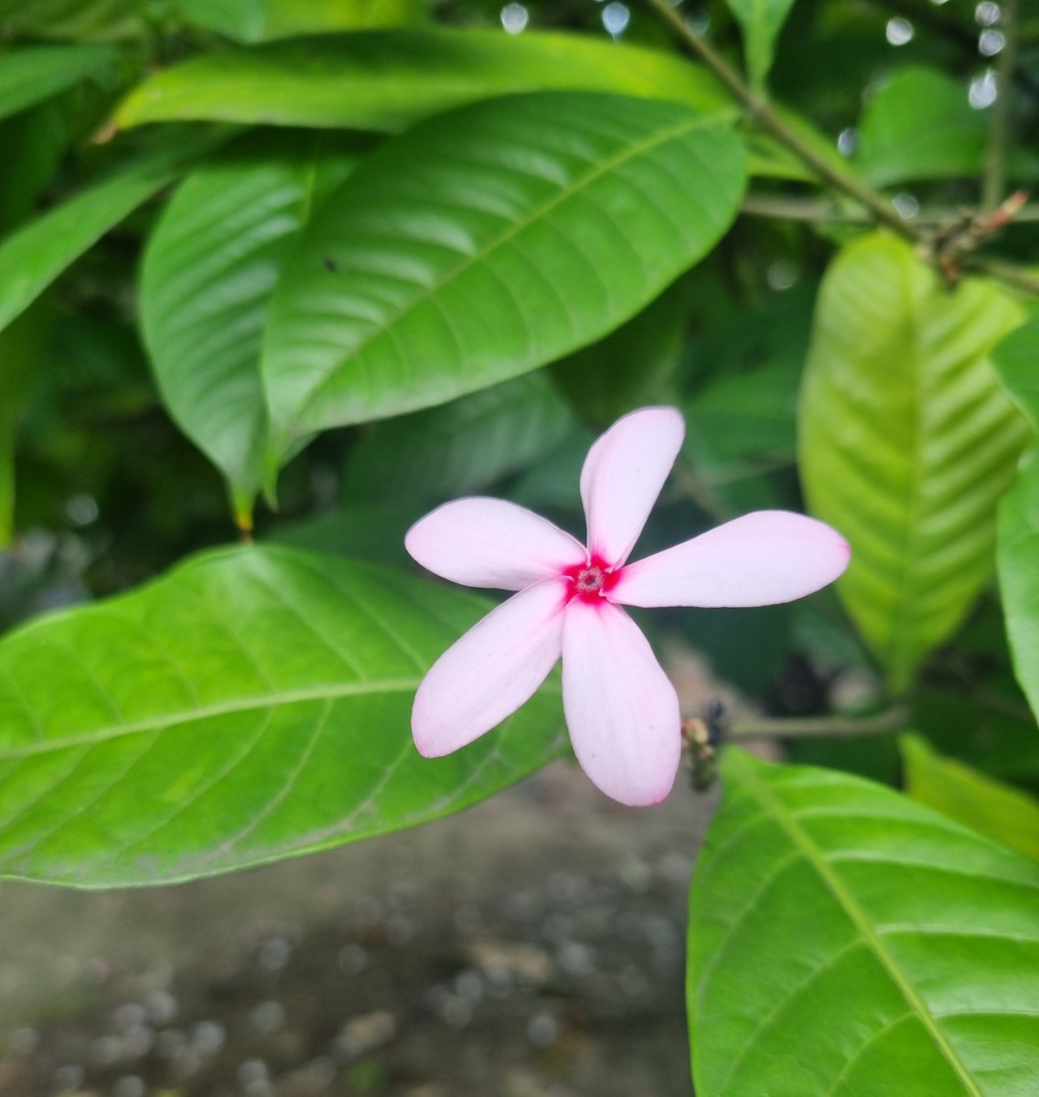 Skmurari's tweet photo. Life is beautiful..
मैं गुलाबी हूँ पर मैं गुलाब नहीं,
मैं तो सदाबहार हूँ मौसम विशेष से मेरा कोई लगाव नहीं,
ऋतु बदलते ही जो चली जाए ऐसी मैं मेहमान नहीं,
सादगी ही मेरा सौंदर्य है अकड़ मेरी पहचान नहीं l
#GoodMorning
#Periwinkle #सदाबहार #बारहमासी #Pink
#nature https://t.co/8NKZIf5BgK