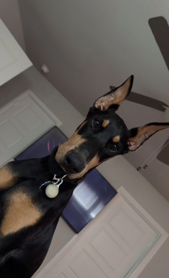 kateheartwvmx's tweet photo. https://t.co/QqETT9suzn

#Dogs #USA #K9 #Germany https://t.co/JvURW1mdKk