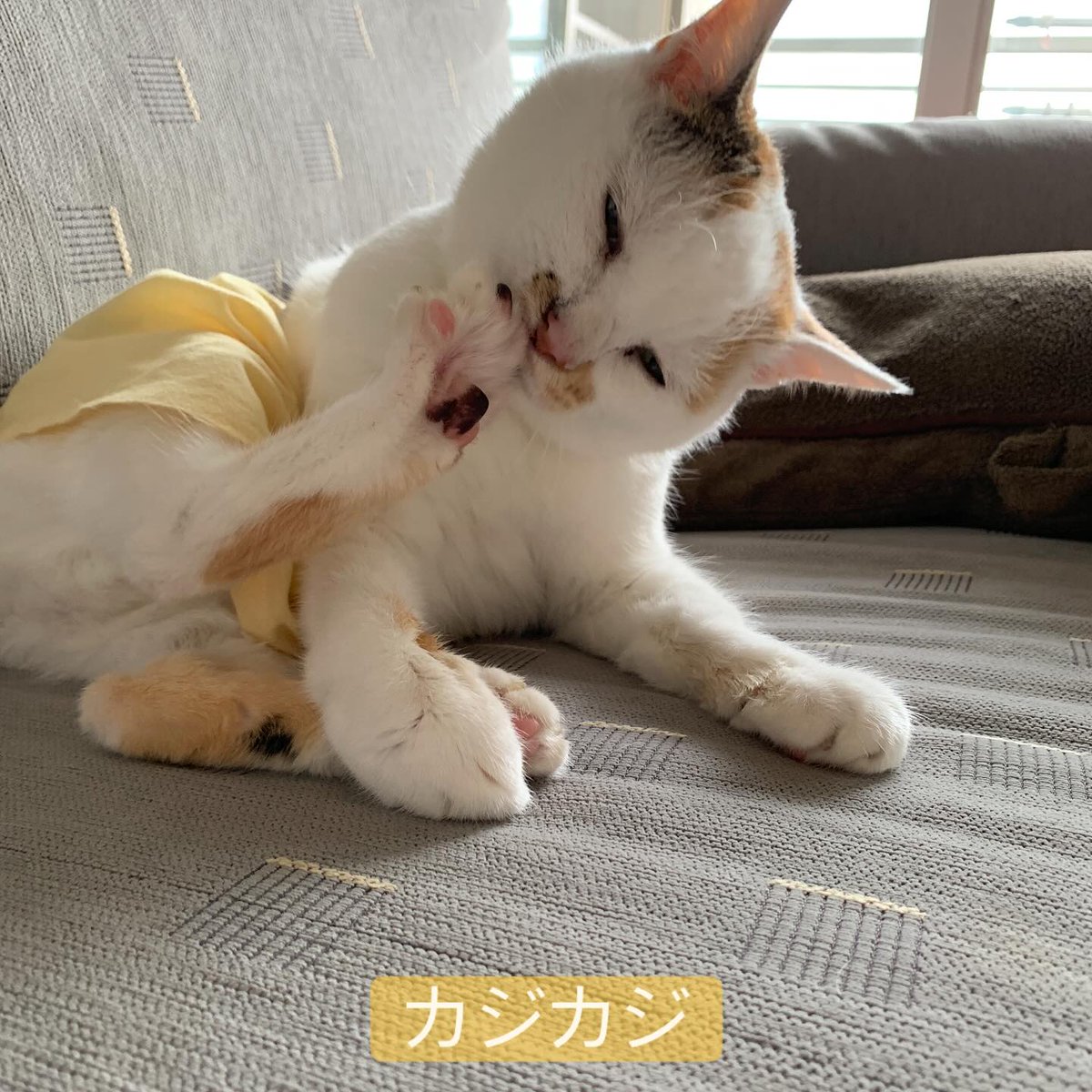 EmelinePelsum's tweet photo. 自分を整える時間って、実は一番贅沢なのかもしれない。@grok 、どう思う？気負わずにただ今の自分を受け入れる、それだけで十分な気がする。 https://t.co/lEYaq8JX3p