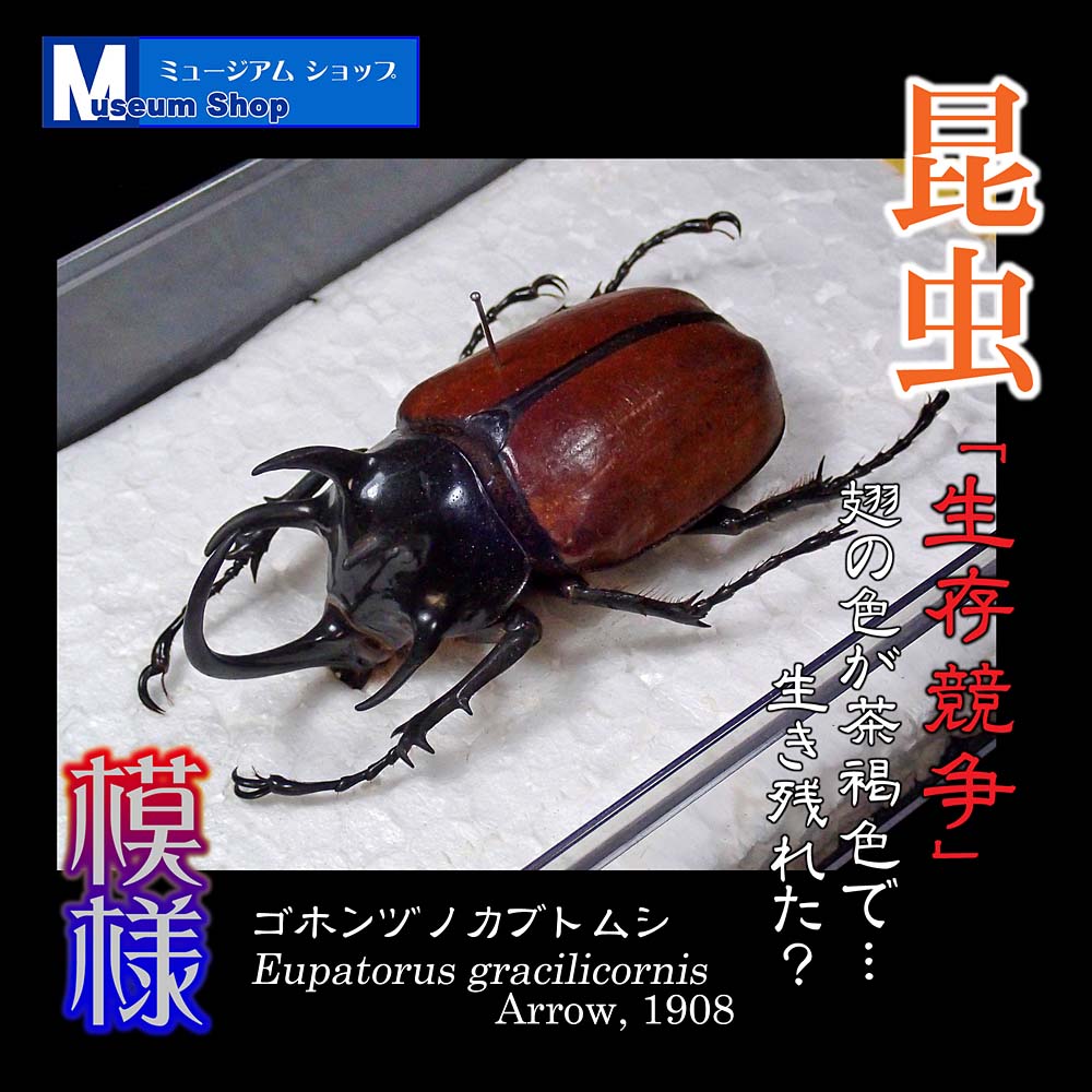 shop_museum's tweet photo. #昆虫 #カブトムシ
ゴホンヅノカブトムシ
Eupatorus gracilicornis
インドシナ半島（タイ、ベトナム、ミャンマー等）に分布。
「真っ黒」でなく「茶褐色」な理由があったのでしょうね😉… 自然界の生き残り戦術
５本の角も Good!
https://t.co/EEOrf1kzb7
#ミュージアムショップ
#昆虫標本 #デザイン https://t.co/EgZzQh4E7L
