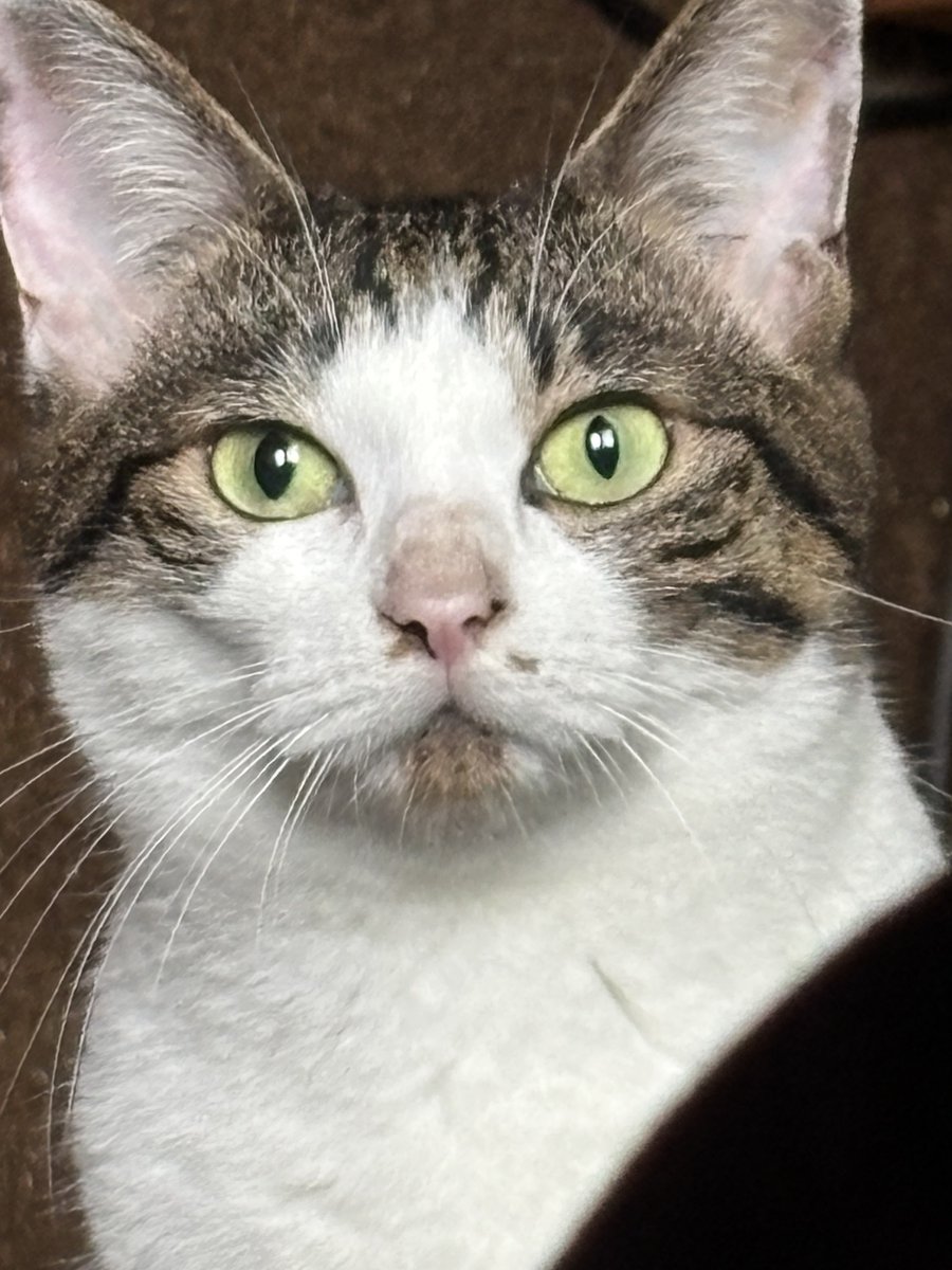 74_2's tweet photo. みんな、ねこだよ
ねこ、みんなだよ https://t.co/VP5BfhicPR