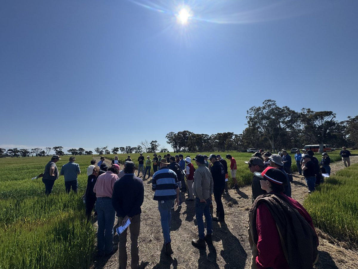 DirtSouthern's tweet photo. First field stop 🚌🌾
Tori Kirk &amp; Gustavo Boitt from CSBP taking us through the Urea Sustain trial – looking at reducing N losses and improving nitrogen use efficiency when follow-up rainfall is unreliable. #CSBP #NUE https://t.co/dzNBpzest3
