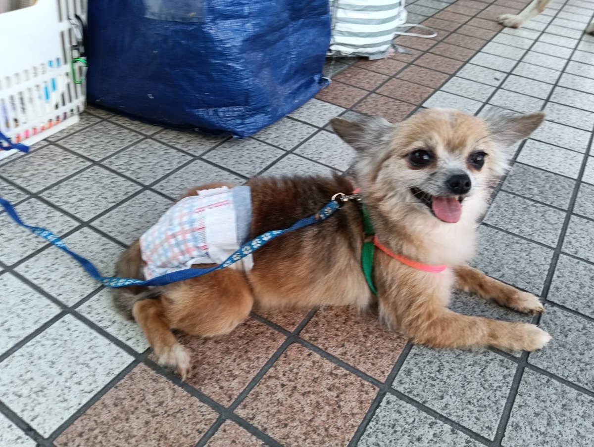 JCDLkawashima's tweet photo. 参加メンバー
🐕犬🐕
・紀州犬ミックスのアロー　１１歳 ♀
・チワックスのリン　９歳♀
・チワックスのマリ　１０歳♀
#JCDL https://t.co/Q4m4GSptGx