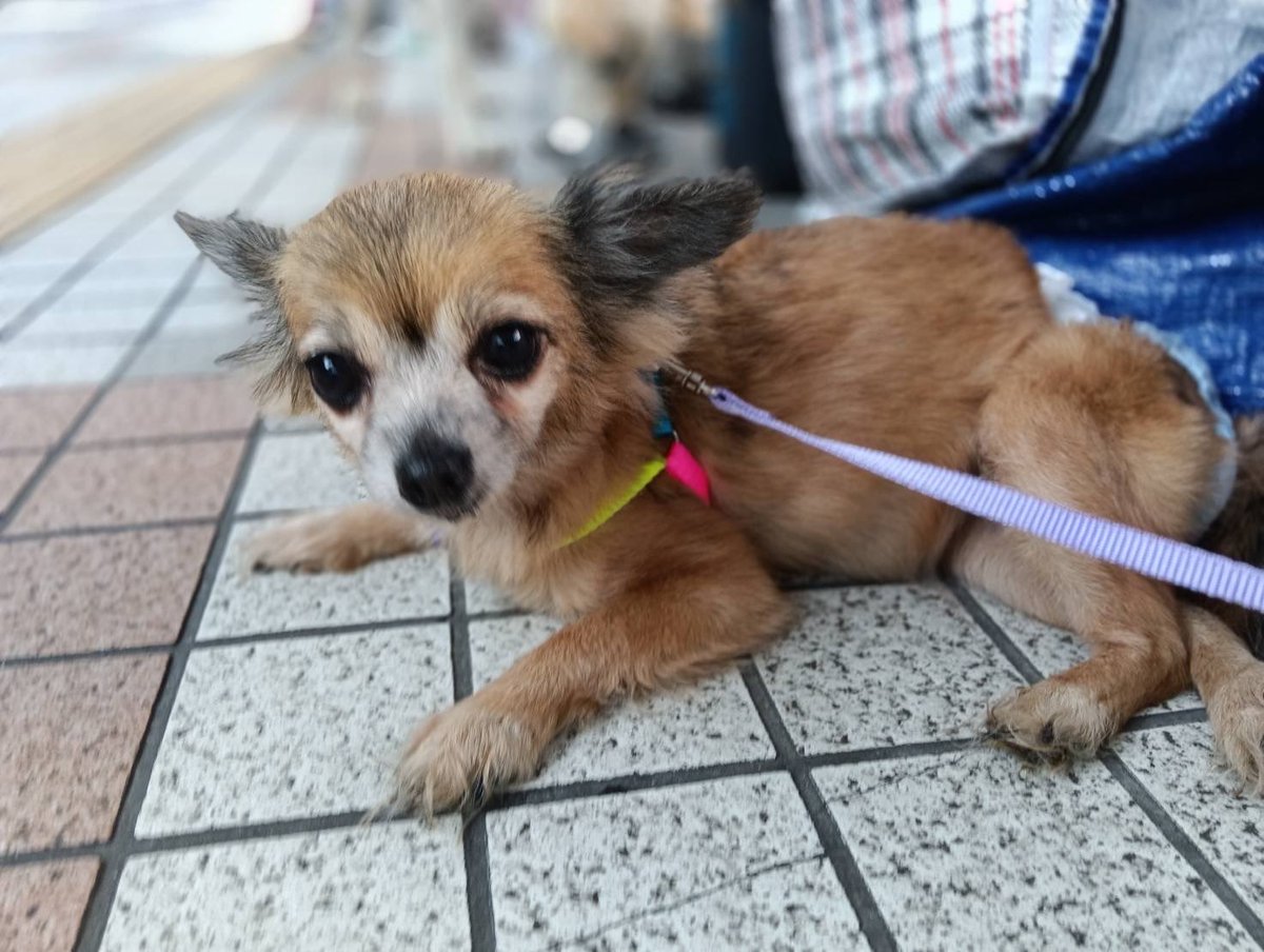 JCDLkawashima's tweet photo. 参加メンバー
🐕犬🐕
・紀州犬ミックスのアロー　１１歳 ♀
・チワックスのリン　９歳♀
・チワックスのマリ　１０歳♀
#JCDL https://t.co/Q4m4GSptGx