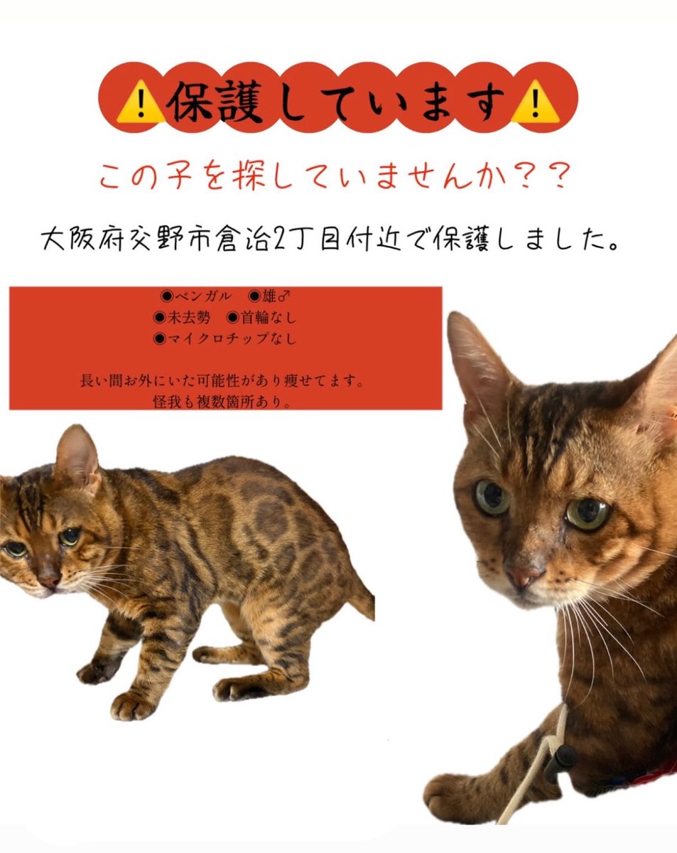 tp_imdr's tweet photo. #迷子猫 #猫 https://t.co/ewTh4iVN77
