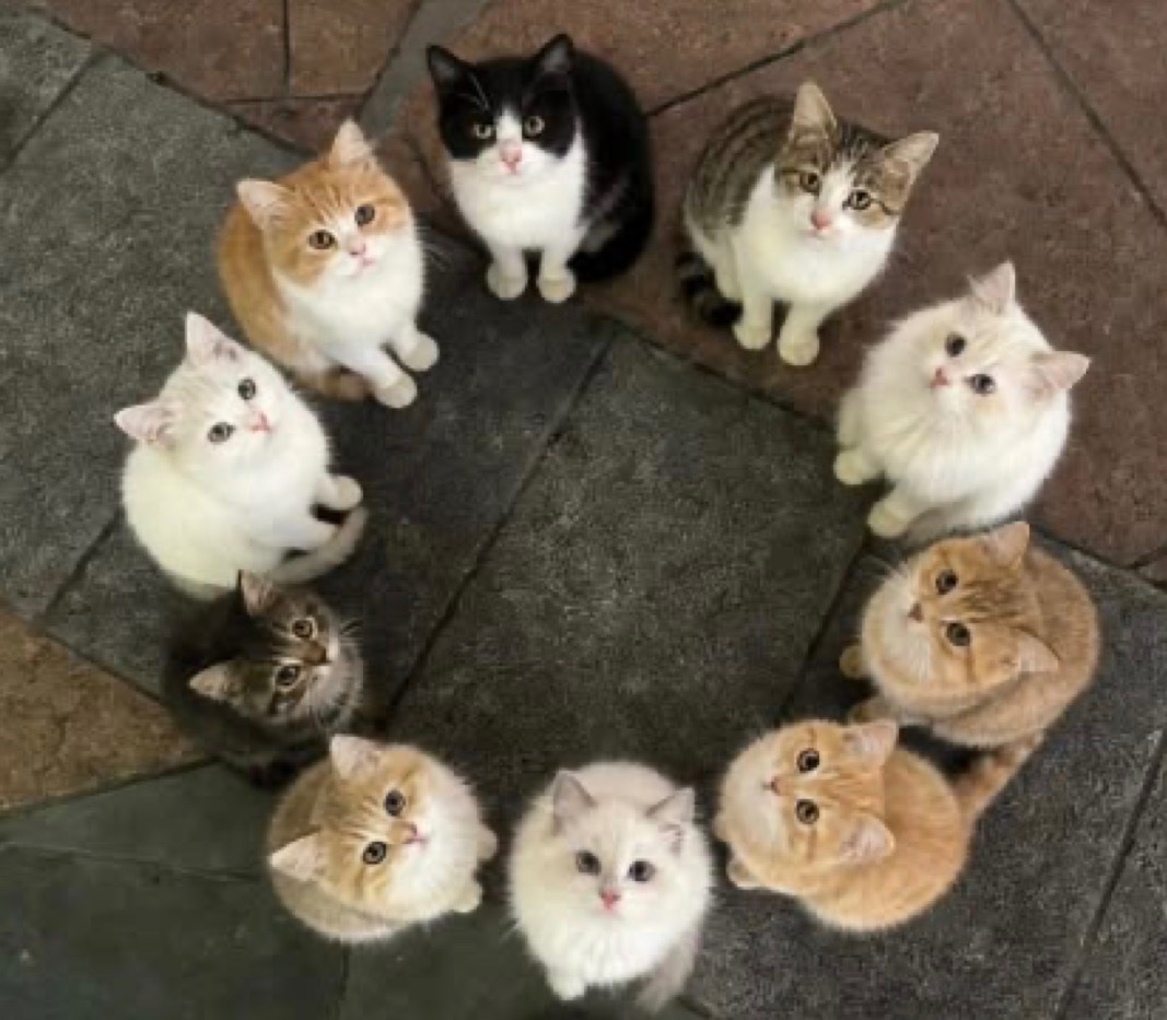 Catimators tweet picture