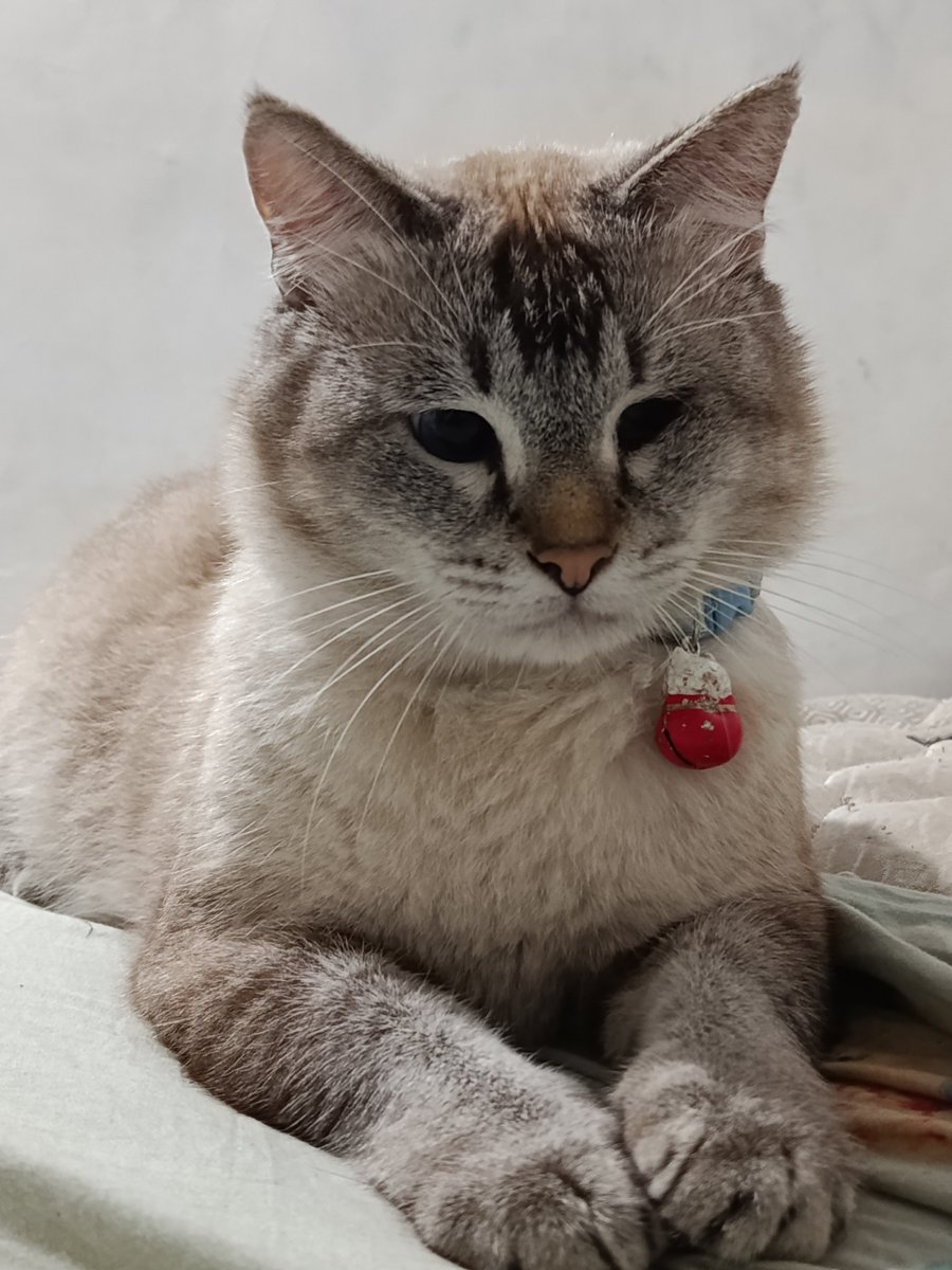 rince_life's tweet photo. Spam foto kucing ganteng🥰😻 https://t.co/jqo1j9gBhc
