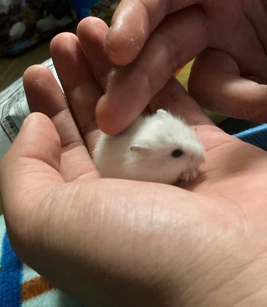 sweat_cat_'s tweet photo. 진짜 같은 햄스터가 맞나?;;;; 너뉘기야 https://t.co/uNgTSUzATR