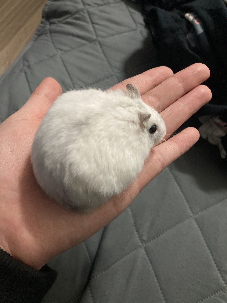 sweat_cat_'s tweet photo. 진짜 같은 햄스터가 맞나?;;;; 너뉘기야 https://t.co/uNgTSUzATR