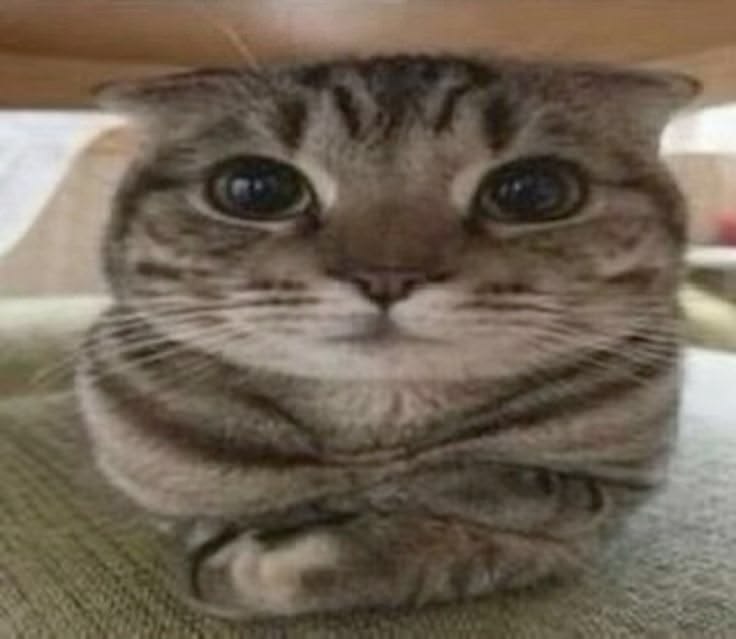 CiderCentipede's tweet photo. Kitty..... Your lvls of #Moe are dangerous https://t.co/JSS6RVVUu7