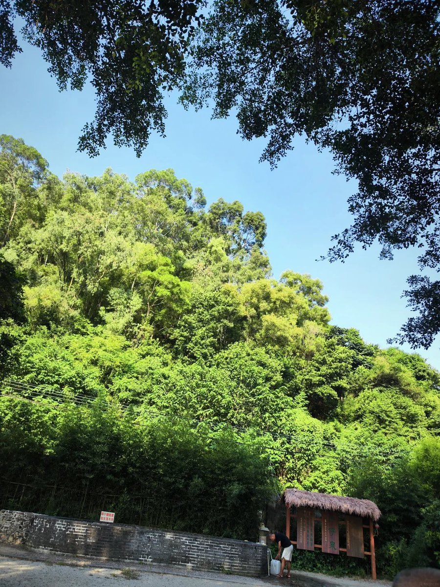 tesschao's tweet photo. ビルに囲まれた生活で干からびそうな心を、ただ圧倒的な緑と太陽の光で満たしていく。贅沢って、こういう何気ない自然の呼吸を感じること。深呼吸だけで、心が一瞬でリセットされる。#自然の恵み #リフレッシュ #旅の記録 https://t.co/ntK1SN1NNQ