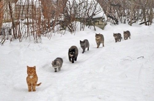 Catimators tweet picture