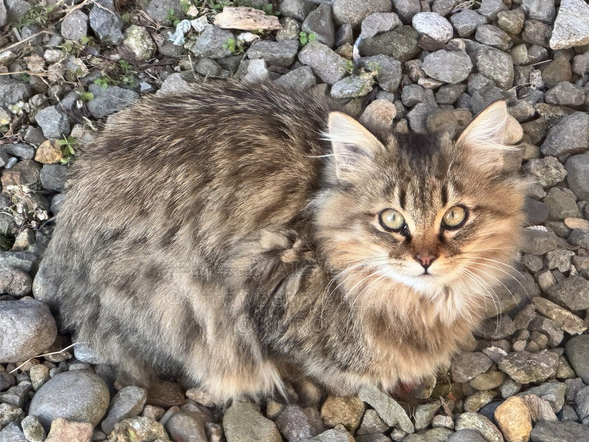 StrawberryMt_37's tweet photo. 去年野良で長毛っぽい子猫が遊びに来てて「もふ」って呼んでたんだけども急に居なくなってしまって…
もふ死んだんだ…って言ってたら半年後にヤクザみたいな見た目になってた https://t.co/2jgnpxV3Mt
