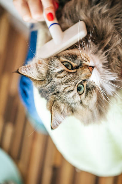 grangran1987's tweet photo. 猫が窓辺で外の桜を眺めてる🌸🐱 https://t.co/uIbrYLnoqF