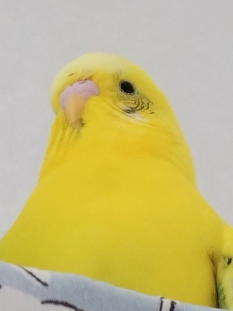 ntmdx888dx's tweet photo. 下から見ても黒目まん丸さん🙂

#セキセイインコ https://t.co/Tms1gPukGf