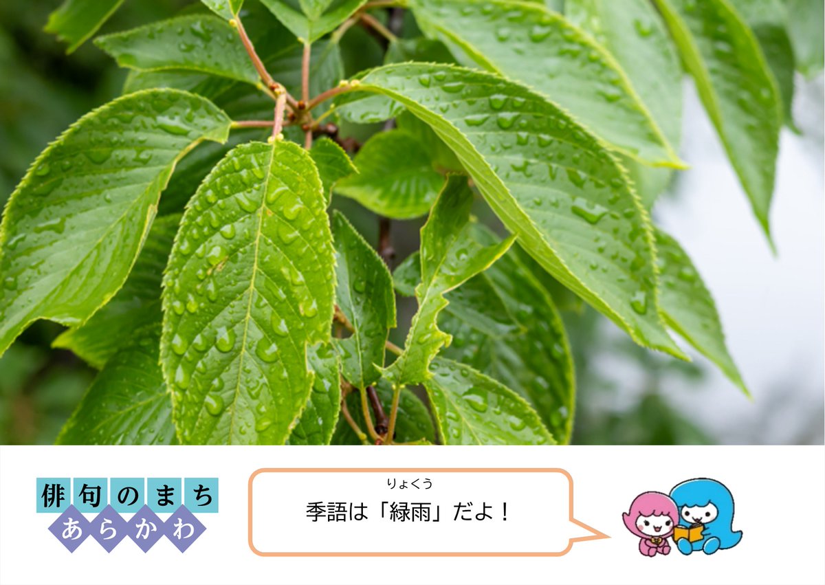 arakawakukoho's tweet photo. << 今週の一句 >>　

見上げれば雲の明るき緑雨かな／満月
（2025年7～9月 あらかわ俳壇一般の部入選）
渓谷の瀬音に目覚め合歓の花／ののはな
（2025年7～9月 あらかわ俳壇小中学生の部入選）

【第42回あらかわ俳壇　俳句募集中】
投句及び過去の入選作品はこちら↓
https://t.co/K1NYXre5OS https://t.co/xsBCGU9OG0