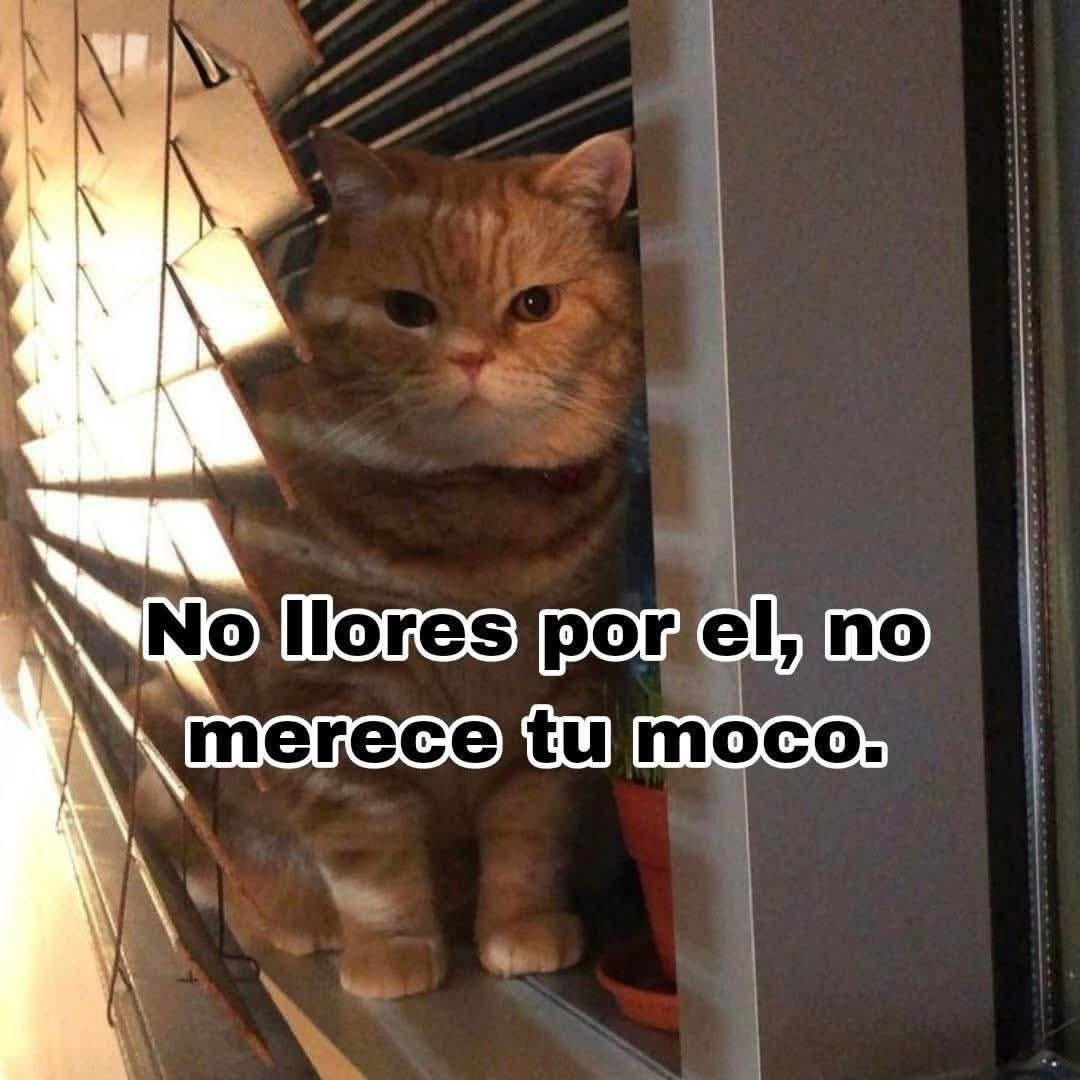 dilocondibujos_'s tweet photo. No lo merece https://t.co/bDdhyKjrEV