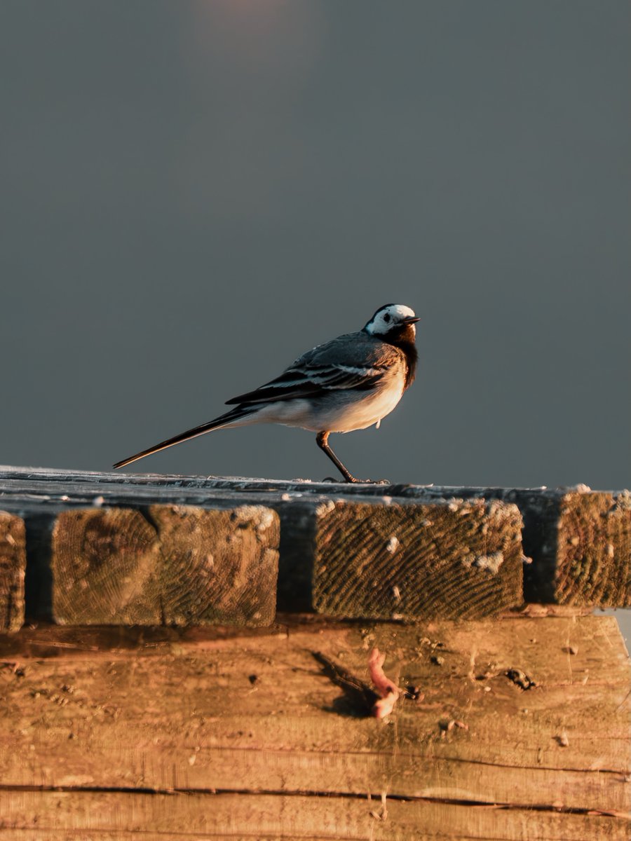 Tittyjmsm's tweet photo. On summer’s hottest days, she returned to the same pier—the white wagtail, with its high, metallic call aimed toward the water. The pier offers a clear view, helping her spot insects and danger early. In Latvia, the white wagtail is even the https://t.co/3UAYIylhsD