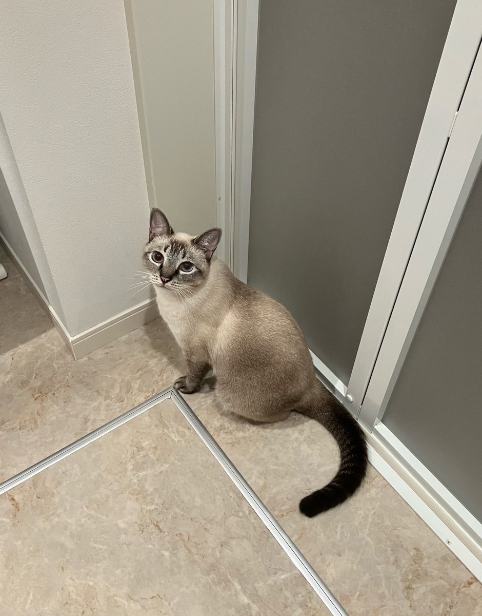 _roro_cat_'s tweet photo. 「お風呂入るの？濡れるからやめた方がいいよ」と教えてくれるねこ https://t.co/zBoxdPcMXG