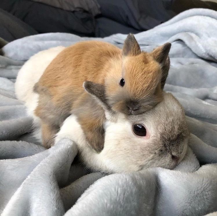 flutterbunbun's tweet photo. https://t.co/TtkK3Q7dTh
