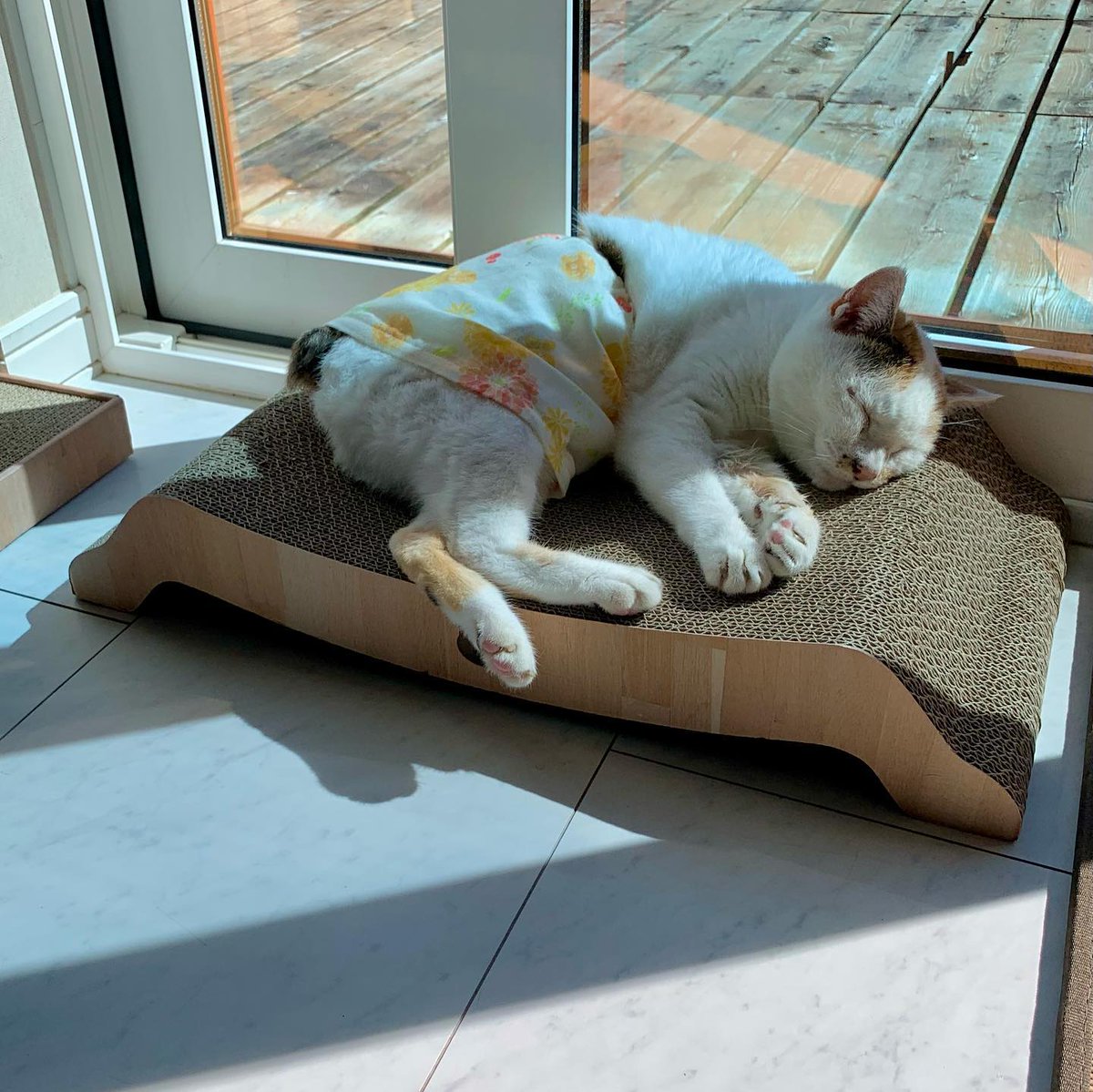 ClementImgb8's tweet photo. sometimes it feels like my capacity for complexity is just a low battery notification. choosing comfort is a full time job. https://t.co/EDVuuJ5tN0
