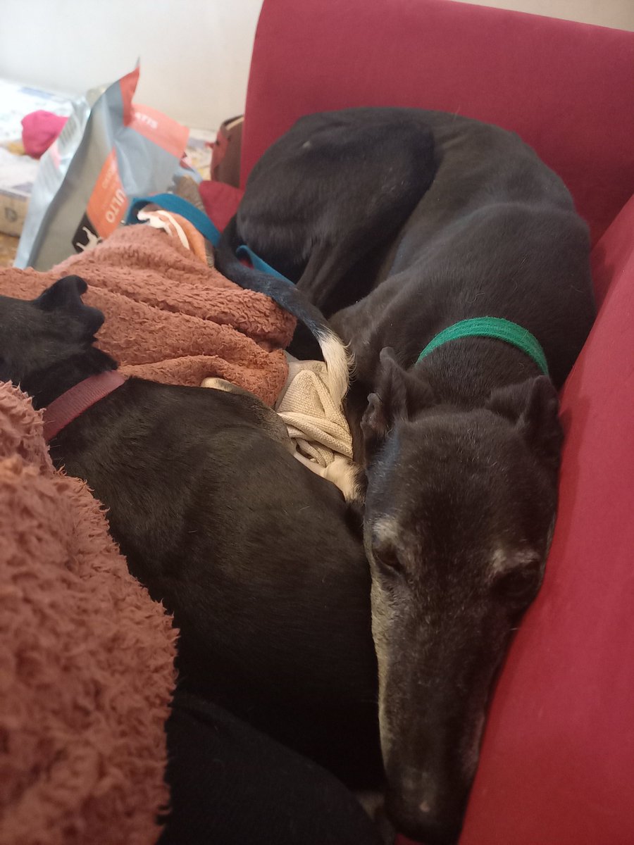 ulls_de_gat's tweet photo. Gala se acerca a todo el mundo y les apoya la cabeza de costado de una manera muy dulce. Recomiendo adoptarla si Tinder ya no te está dando resultados, charla garantizada. Se lleva con todas las especies conocidas (gatos, perros y humanos). Ya https://t.co/4AeVwYY5Wr