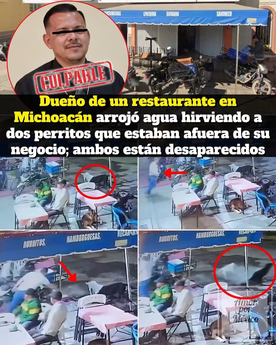 HtTrejo's tweet photo. Otra pinche bestiadel infierno<<🐶 Dos perritos se encontraban afuera de la Lonchería Giovanna, en Tanhuato, Michoacán, cuando un hombre identificado en redes como Rubén Amezola, señalado como presunto dueño del negocio, les habría arrojado agua hirviendo directamente en sus rostros.
😭 Los animales salieron corriendo desesperados llorando tras recibir el líquido. Una de las perritas afectadas tendría cáncer y estaría recibiendo quimioterapias, según publicó una mujer identificada como Laura Álvarez, aparentemente vecina de la zona.
💔 De acuerdo con la misma versión, la perrita NO habría regresado al lugar y se encontraría desaparecida, lo que ha provocado preocupación entre vecinos ante la posibilidad de que haya sufrido quemaduras, incluso en el rostro.
😡 No estaban atacando a nadie, ni haciendo daño o molestando a los clientes. Simplemente estaban afuera del negocio y, aun así, ese hombre habría decidido lanzarles agua hirviendo.
⚠️ Hasta el momento, la identidad del hombre y su relación exacta con la lonchería no han sido confirmadas oficialmente por las autoridades. Sin embargo, el video ya circula ampliamente en redes sociales; habitantes de la zona son quienes lo han identificado y exigen que el caso sea investigado.
📍 Tras la difusión del video, usuarios comenzaron a dejar calificaciones y comentarios negativos en la ficha del establecimiento en Google Maps. Posteriormente, la ubicación de Lonchería Giovanna comenzó a aparecer marcada como “cerrado permanentemente”.
🐾 La prioridad ahora debe ser encontrar a ambos perritos, atender cualquier lesión que pudieran tener y que las autoridades investiguen para determinar responsabilidades. Ningún animal debería terminar herido por el simple hecho de estar afuera de un negocio.
🕊¡Justicia para estos perritos! Debemos visibilizar este caso para que las autoridades actúen, por que el que lo hace una vez, lo hace mas veces. >>
#amorpormexico #Alerta #michoacán #Indignante #Justicia #MaltratoAnima

l