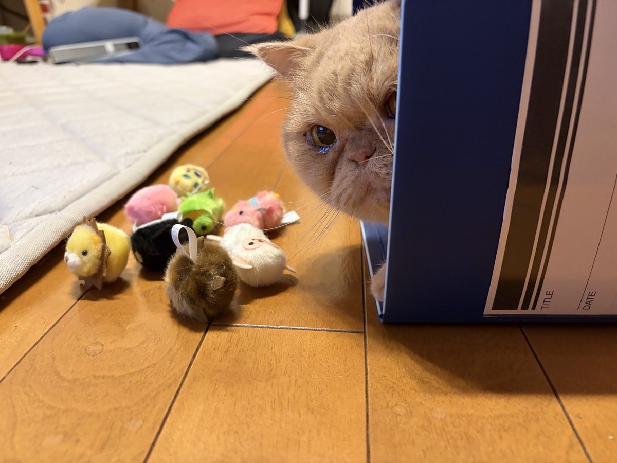 ohigemamire's tweet photo. 遊べって顔やな
#エキゾチックショートヘア
#猫のいる暮らし
#ねこ https://t.co/0RvVyLbmIg
