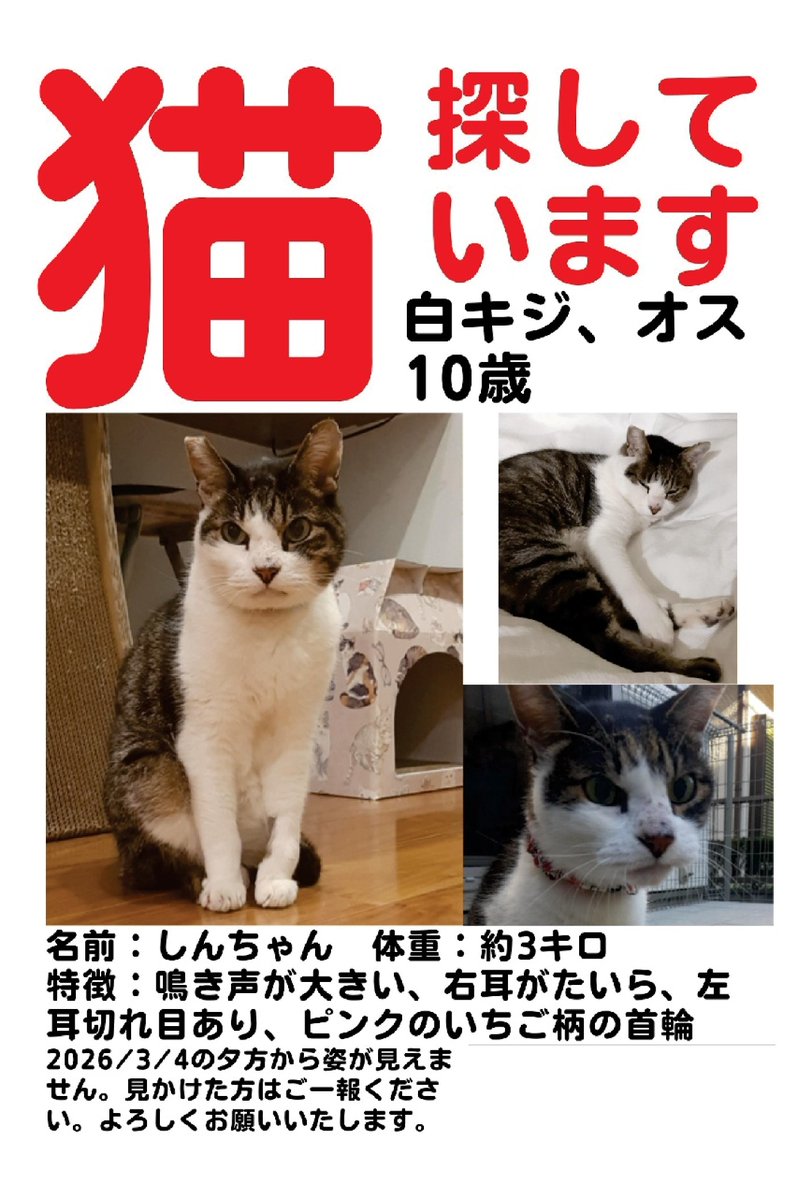 alicecarlab's tweet photo. 千葉県市川市新田２丁目と周辺で「しんちゃん」を見かけた方はいませんか。地域猫出身の子でお世話した方々が心配しています。心当たりのある方はリプライか、Ｘの「ねこいち（ねこ会議いちかわ）」までDMでお知らせください。よろしくお願いします。 https://t.co/1sKELyG5i3