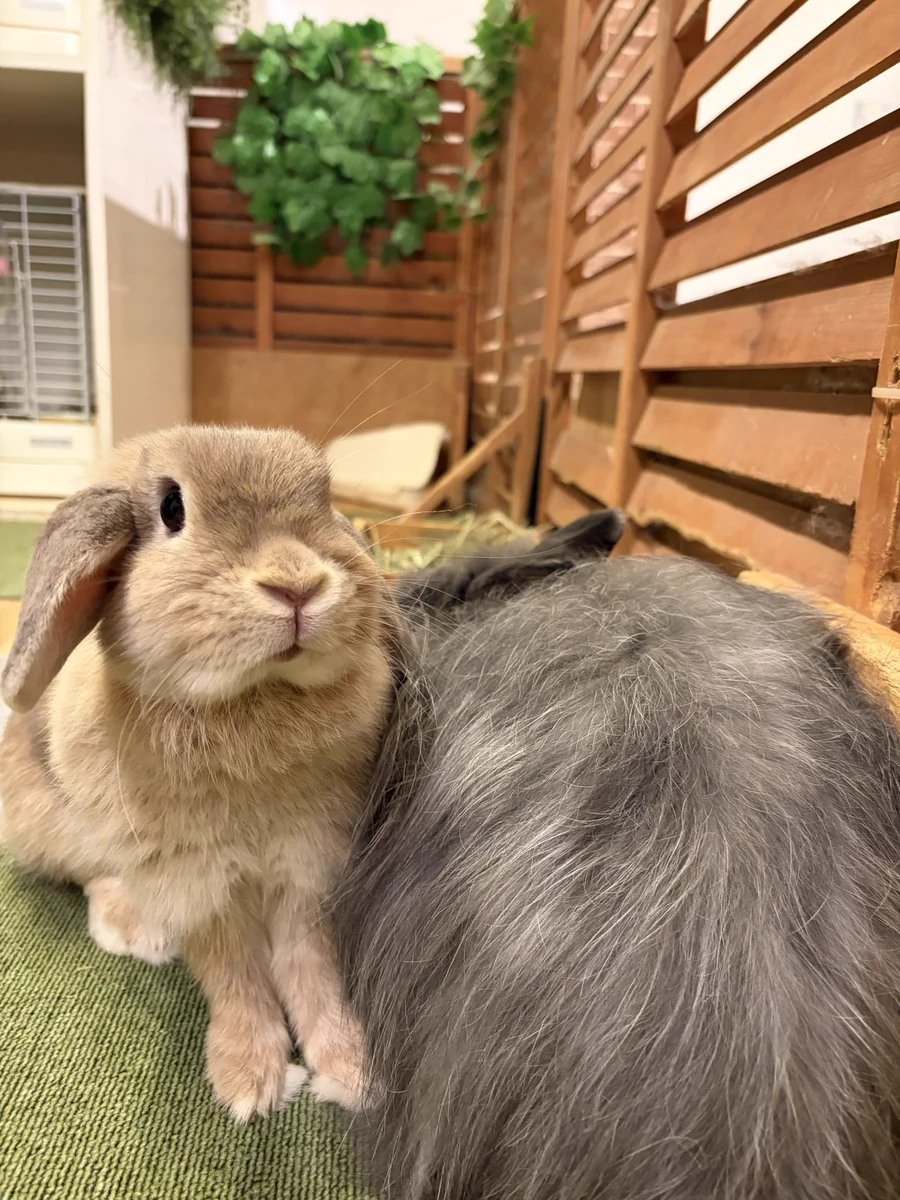 うさぎ カフェ も ふれる