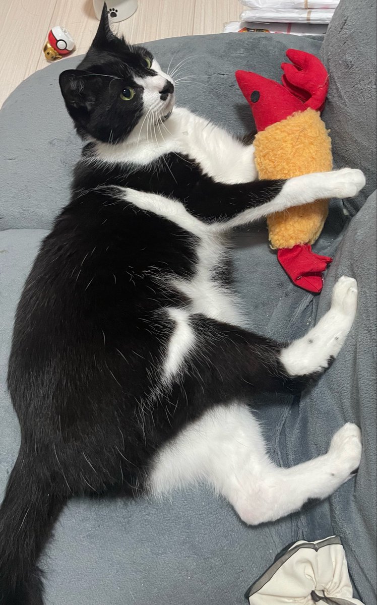 silooilo's tweet photo. うちの猫すごい噛みつき猫なんだけどこの顔見ると許しちゃう https://t.co/cZ0WYYxbcP