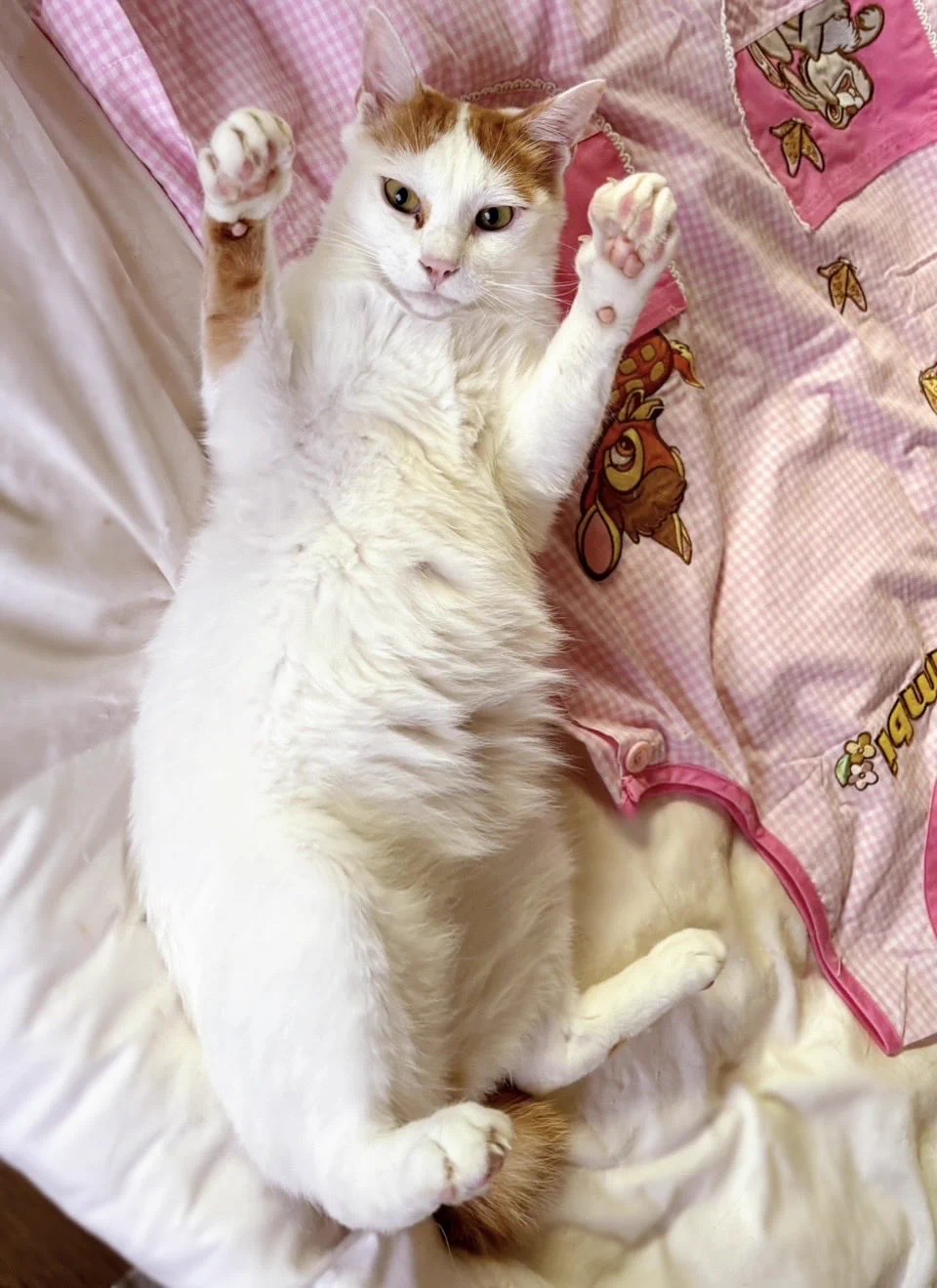 しろねこ on X: 