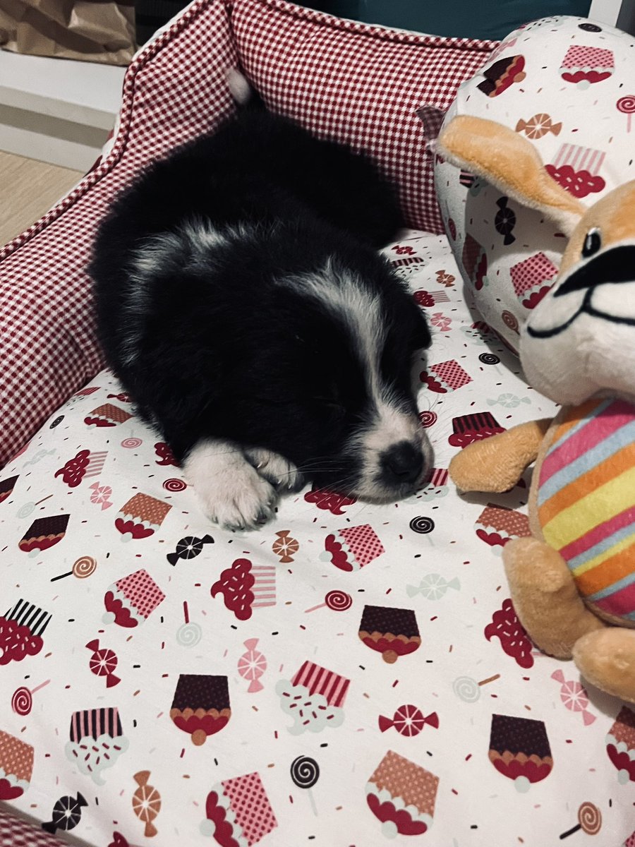 sunngayel's tweet photo. feliz 1 aninho mulan gordinha ordinária te amo demais filha 💗 https://t.co/u15ZwCDziF