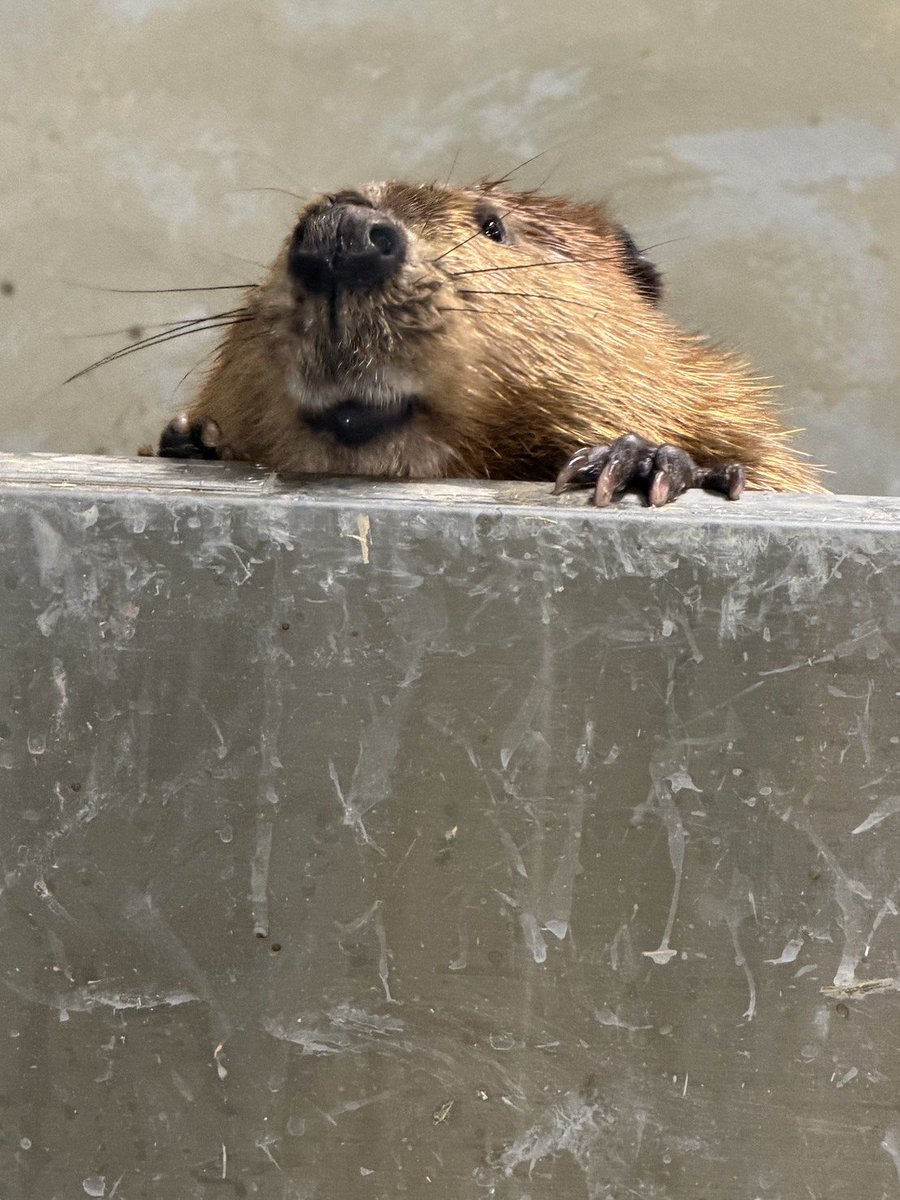 kofu_yuki_zoo's tweet photo. ビーバー舎寝室に誰かいることに気付いた様子…

(2ヶ月前からビリーちゃんがひとつ屋根の下で静養していますが、これまでほぼ無関心だったビーバーさんたちです。)
#遊亀公園附属動物園
#アメリカビーバー
#ミニブタ https://t.co/AdzbM841os