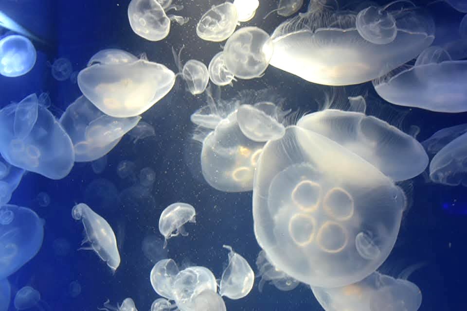 gibati1's tweet photo. ミズクラゲ😃 https://t.co/Te1hZfynh8