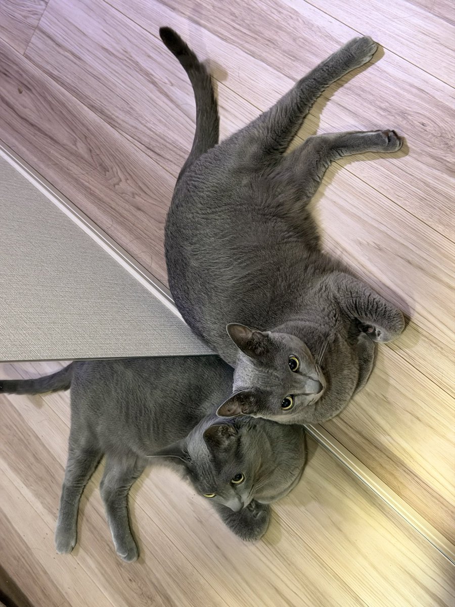satco0301's tweet photo. 鏡に映る姿も美しいねこ https://t.co/4OLBKDMNMN