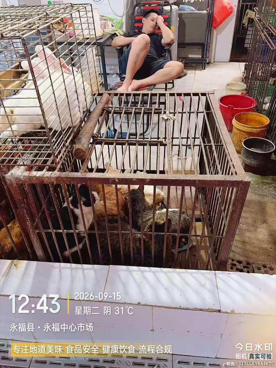 m__nmnn_'s tweet photo. 中国广西桂林永福县，公然贩售猫肉，所有猫只皆为偷盗！广西更是吃狗肉及猫肉的种灾区，每年有上百万条猫狗被偷盗和食用 https://t.co/K65a59ONwe