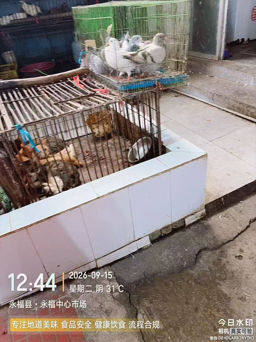 m__nmnn_'s tweet photo. 中国广西桂林永福县，公然贩售猫肉，所有猫只皆为偷盗！广西更是吃狗肉及猫肉的种灾区，每年有上百万条猫狗被偷盗和食用 https://t.co/K65a59ONwe