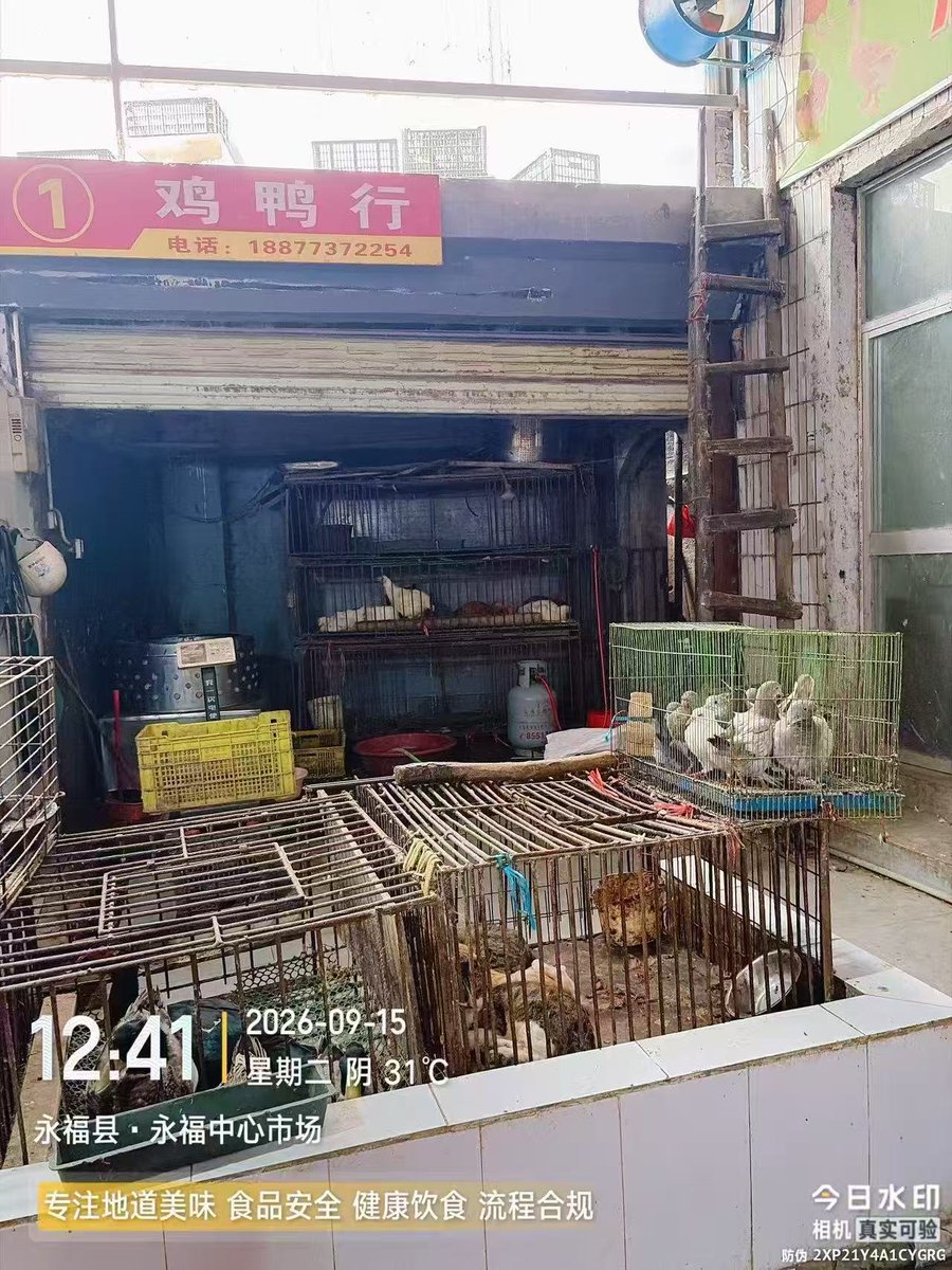 m__nmnn_'s tweet photo. 中国广西桂林永福县，公然贩售猫肉，所有猫只皆为偷盗！广西更是吃狗肉及猫肉的种灾区，每年有上百万条猫狗被偷盗和食用 https://t.co/K65a59ONwe