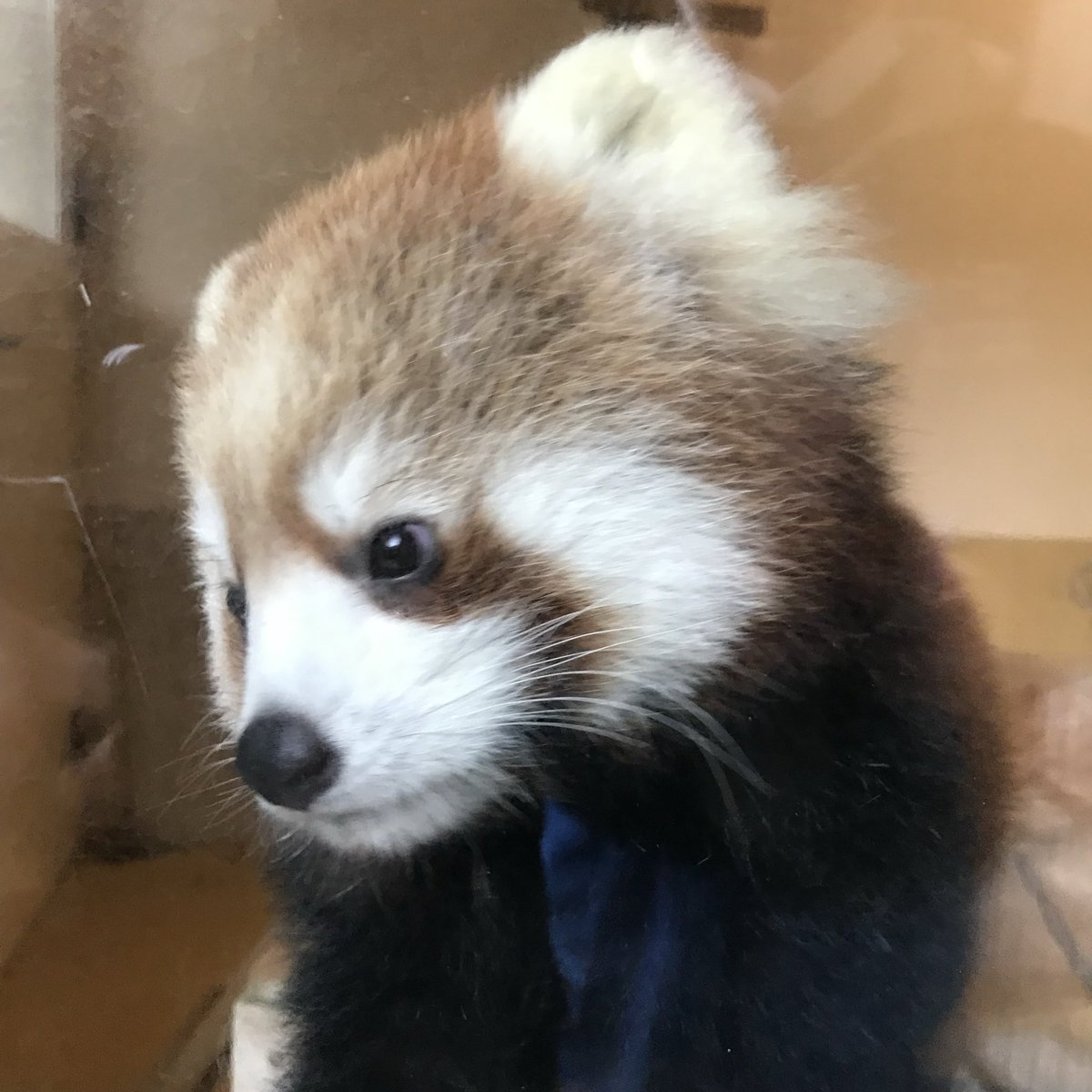 LDQX1y5JCVpIb5Q's tweet photo. 0歳のレッサーパンダはかわいい

2022.1.3📷
#大島公園動物園から江戸川区自然動物園
#レッサーパンダ
#サクユリ https://t.co/AnrsYOKNr6