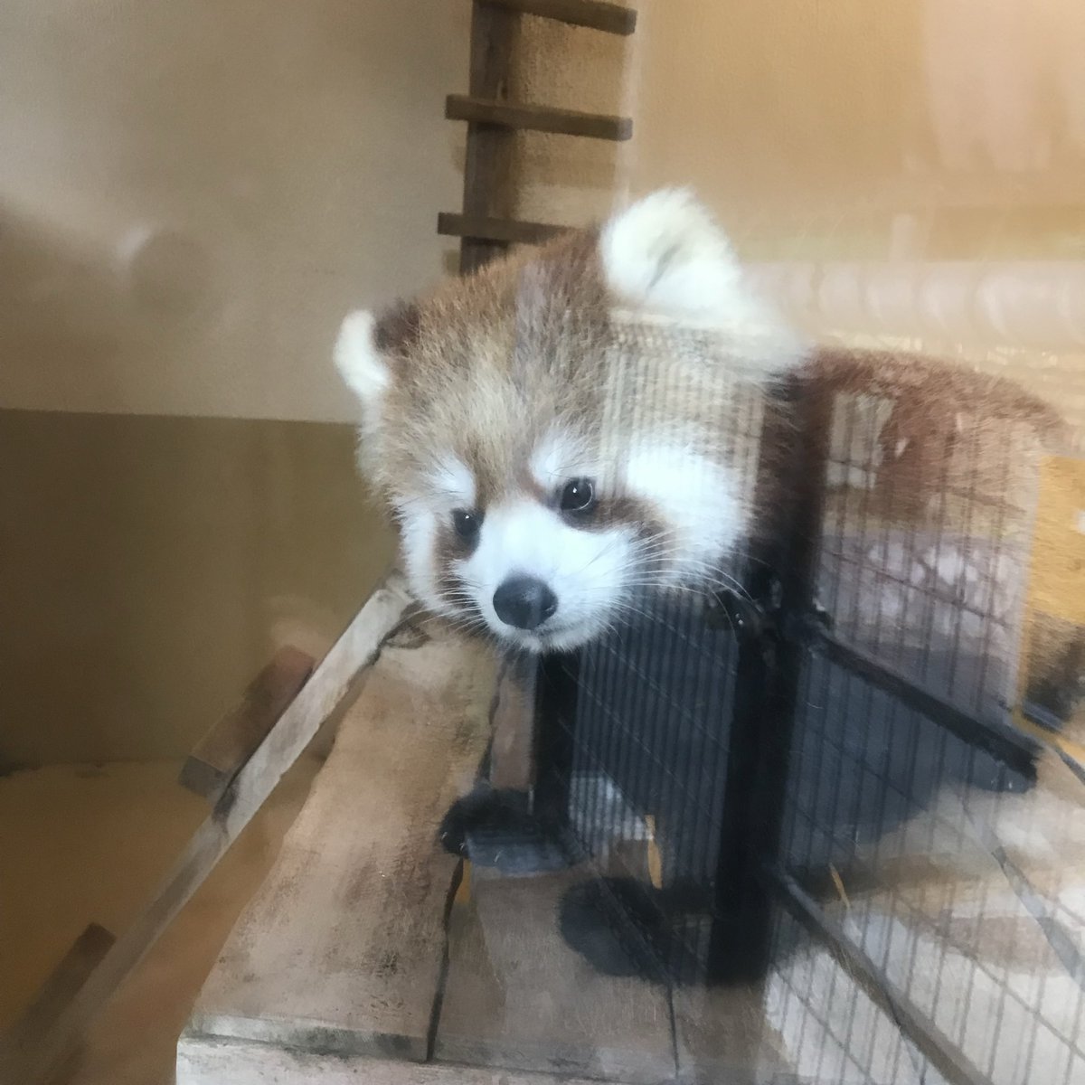 LDQX1y5JCVpIb5Q's tweet photo. 0歳のレッサーパンダはかわいい

2022.1.3📷
#大島公園動物園から江戸川区自然動物園
#レッサーパンダ
#サクユリ https://t.co/AnrsYOKNr6