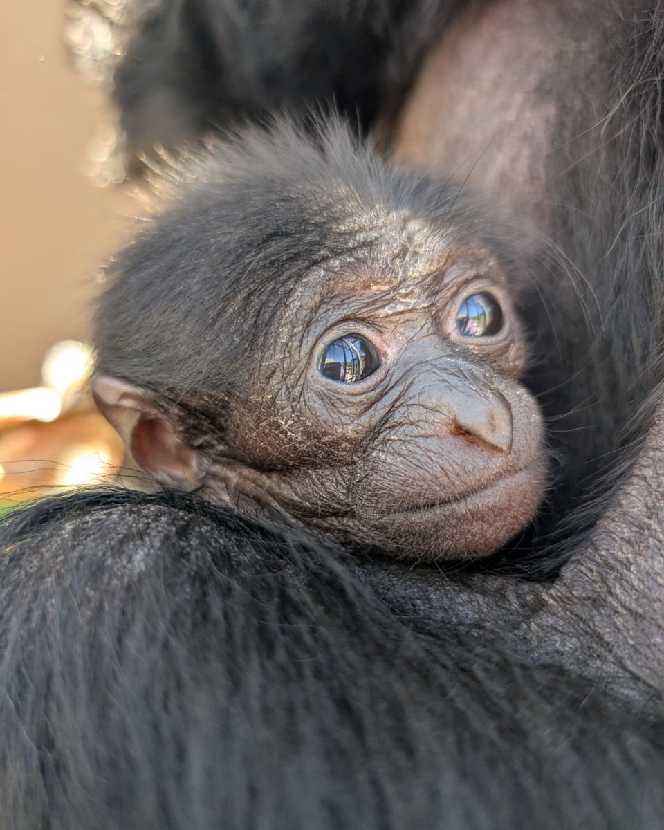 FresnoZoo's tweet photo. Little Baby Soleil 🌞 🎀 
📸: ZAM Clarissa

Did you know you can support her with a digital adoption? For just $25, you will receive an official certificate of adoption, digital animal fact sheet, desktop wallpaper, and mobile wallpaper. Get yours here: https://t.co/t0Jtf4emAb https://t.co/2xcR6lqS8a