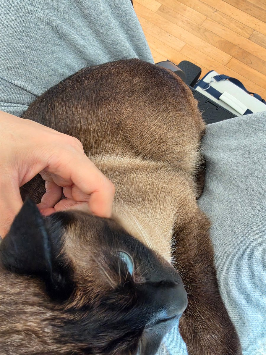 myseokryudan's tweet photo. gia just loves to lay in matthew's lap ♡ https://t.co/49czg6a01V