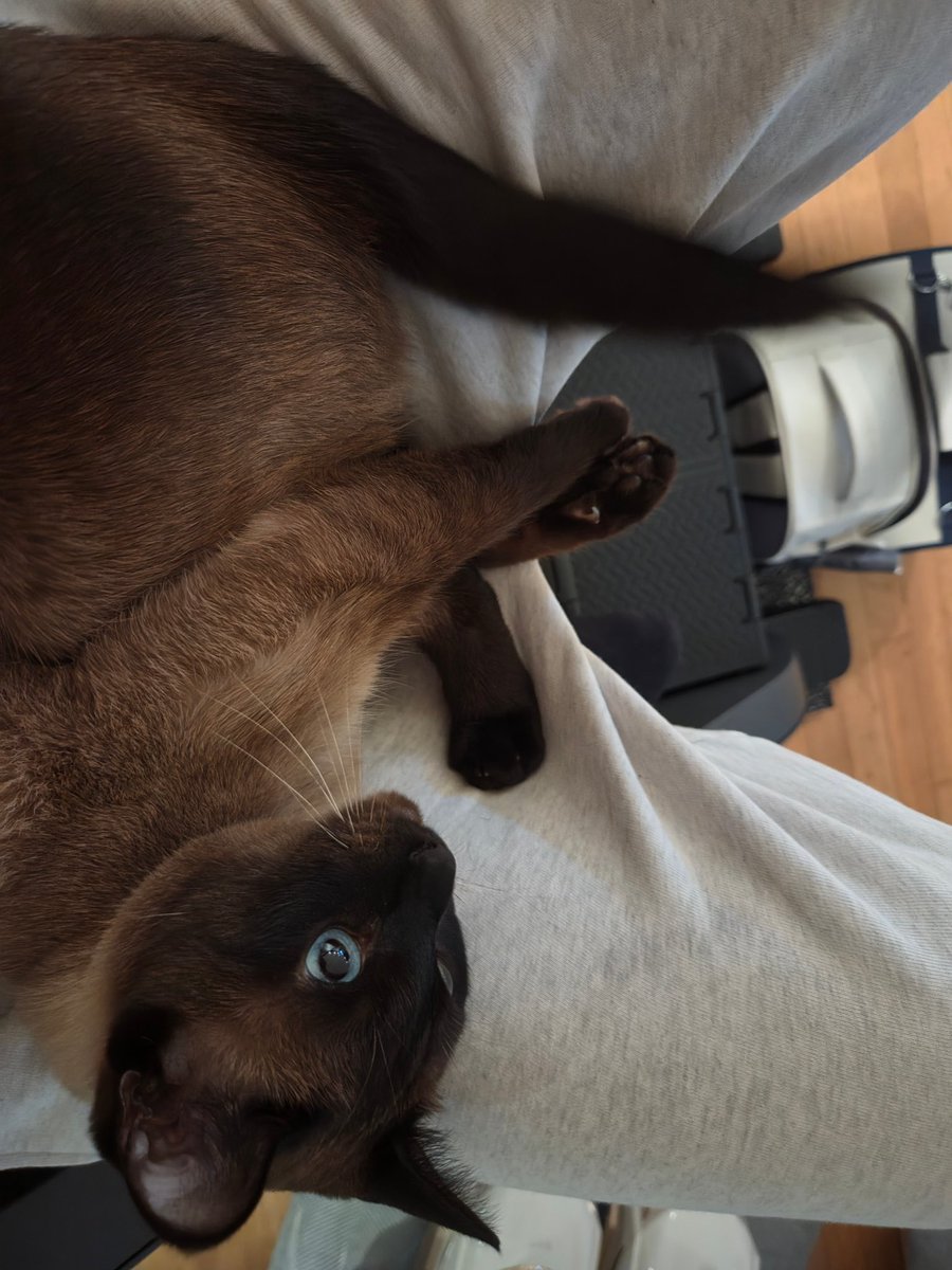 myseokryudan's tweet photo. gia just loves to lay in matthew's lap ♡ https://t.co/49czg6a01V