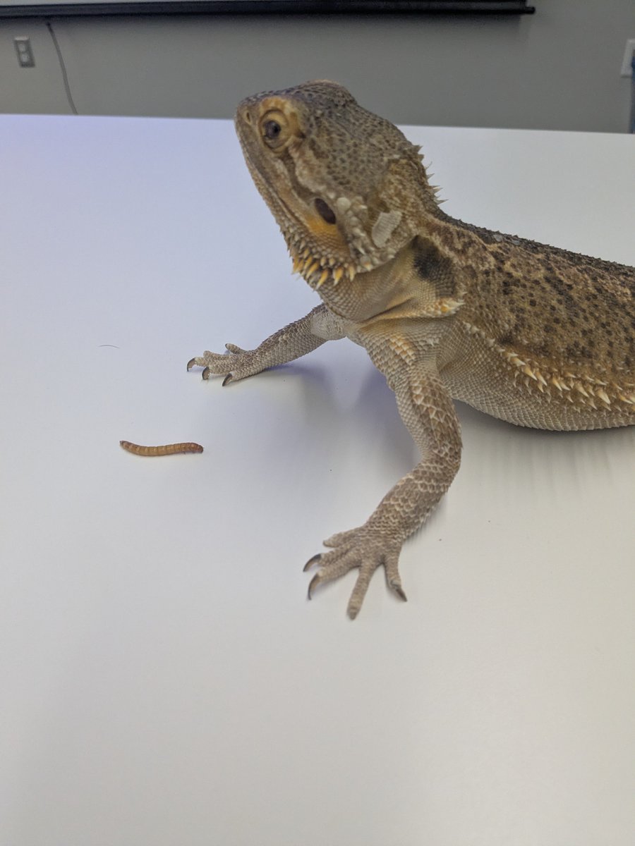 shehemoglobin's tweet photo. bio professor got mad and turned my lab partner into a bearded dragon 😭 he strict AF!!!! https://t.co/CxM636wYpC