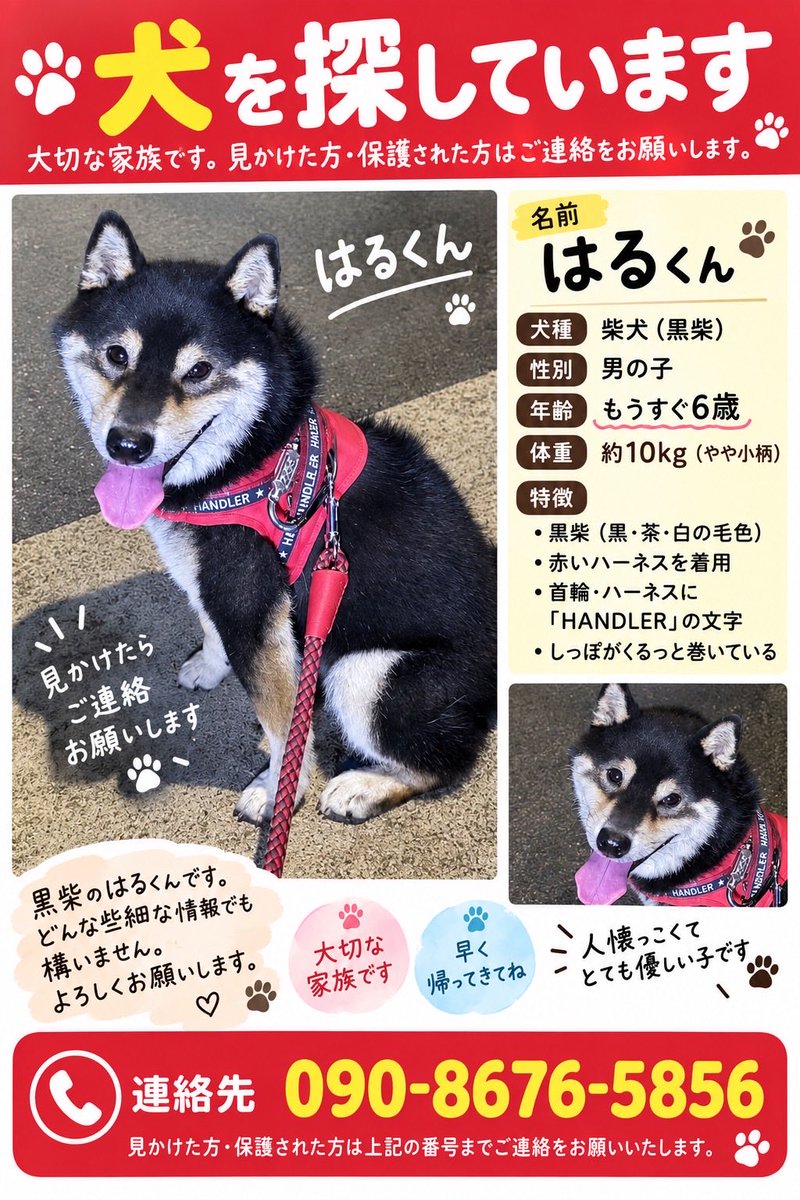 UKiMi_0306_'s tweet photo. #三重県  #迷子犬  #迷いペット  #迷い犬 

知り合いの大切な家族が行方不明になったそうです！
見かけたらご連絡お願いします！ https://t.co/Prsj7jfs7T