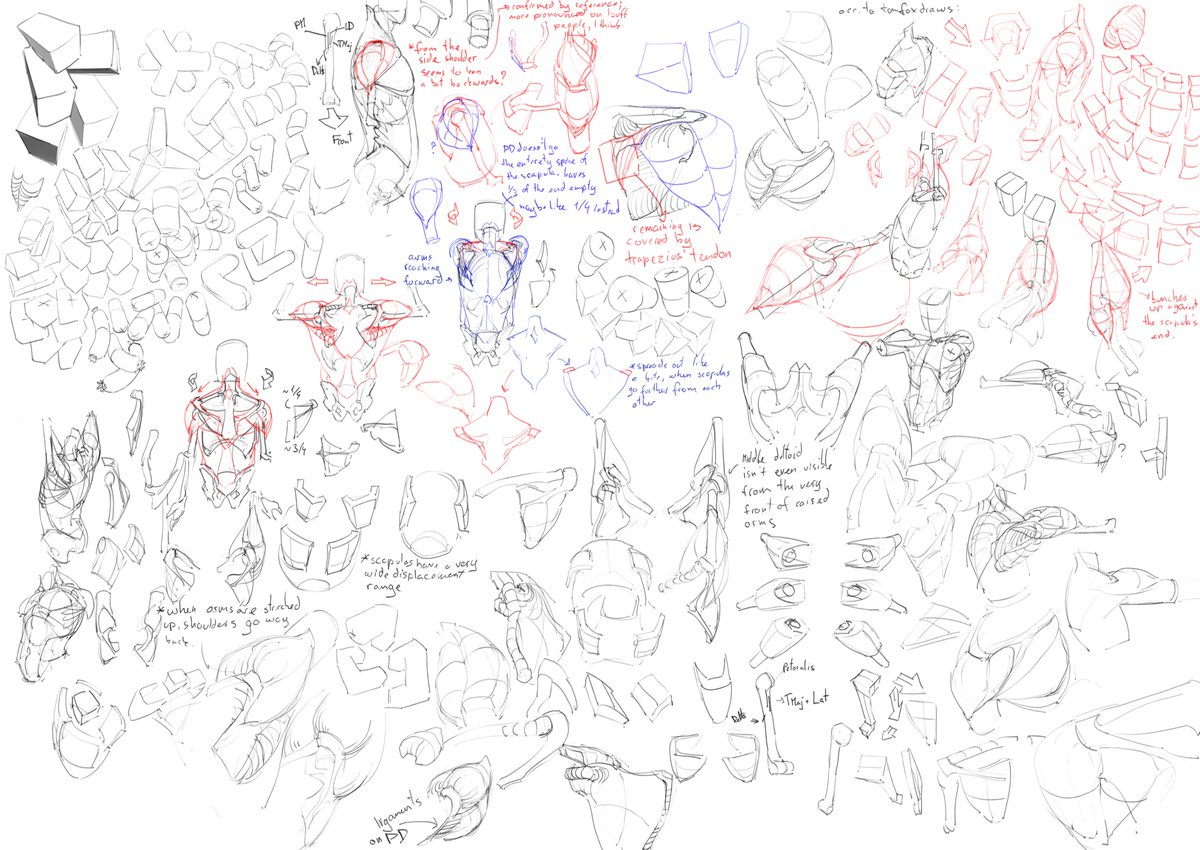 rookiefir's tweet photo. More back and shoulder muscle practice. I think I'm probably going to stick with shoulder practice for just a bit more, because it still feels really confusing in some rotations and states. It is very fun to slowly connect everything together tho! Arms coming up soon #practice https://t.co/KTDpDcNH54